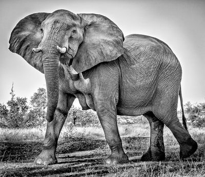 Devotion to BLACK & WHITE