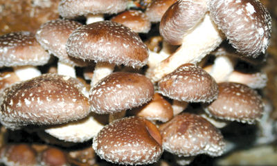 041118 OUTDOORS Learn to grow mushrooms (PIC ONLY).