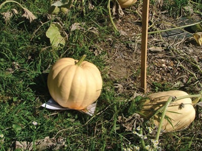 Prescott Farm grows pumpkins from all over the world
