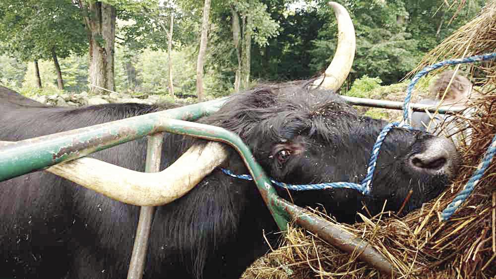 Hay Feeders Can Be Cow Traps Outdoors Laconiadailysun Com
