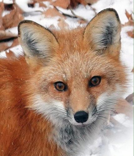 Reader Pics: Dec. 17