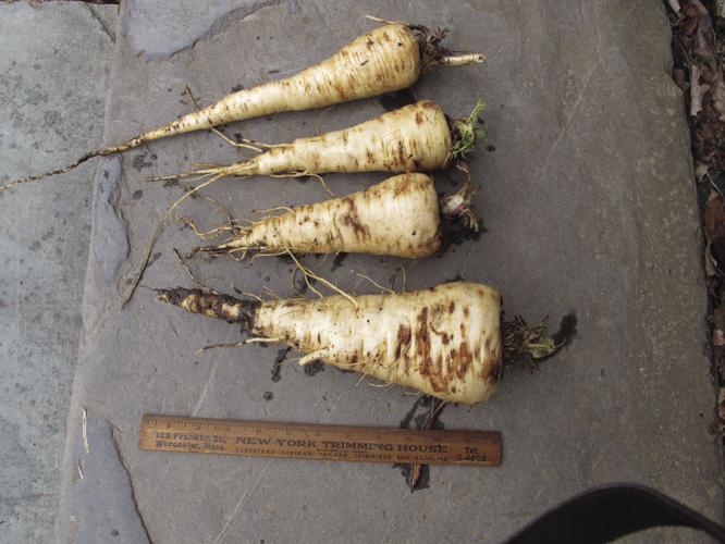04-18 HOME Parsnips2.jpg