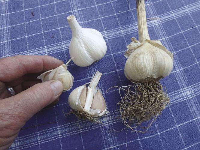 garlic cloves