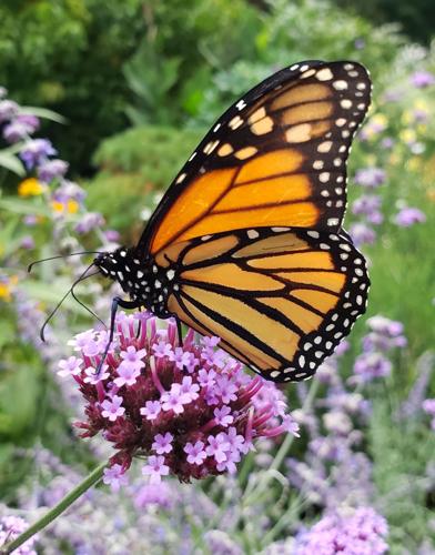 Reader Pics: Sept. 30