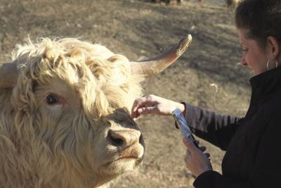 Want to practice “cow speak”?