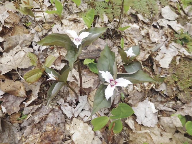 05-31 OUTDOOR DSCN3803.jpg