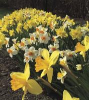 Pasquaney Garden Club to hold Spring Bulb Sale as fundraiser