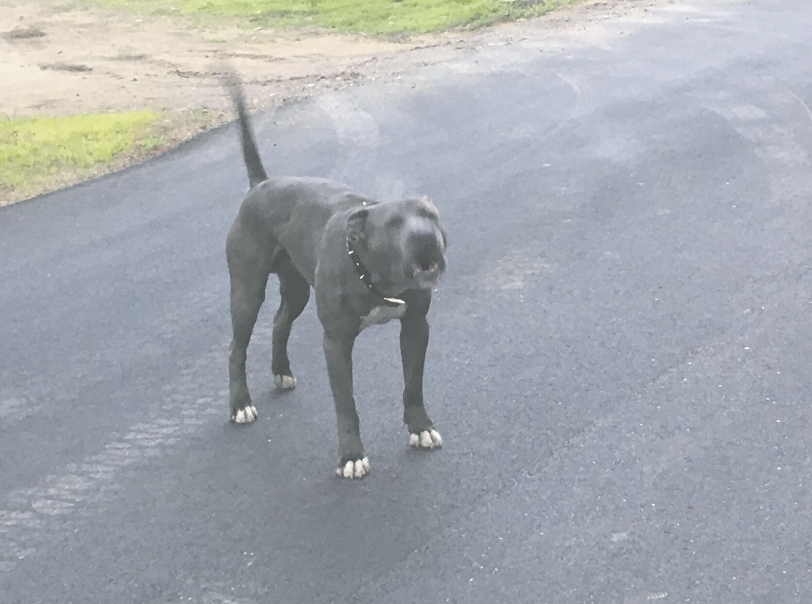 Dog