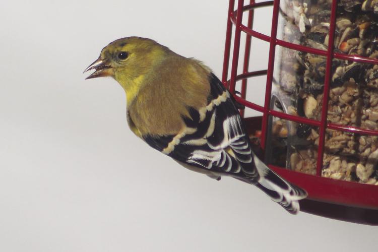 Goldfinch