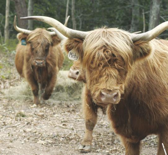 09-27 OUTDOORS Cows_InPixio.jpg