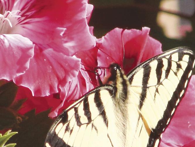 Proboscis