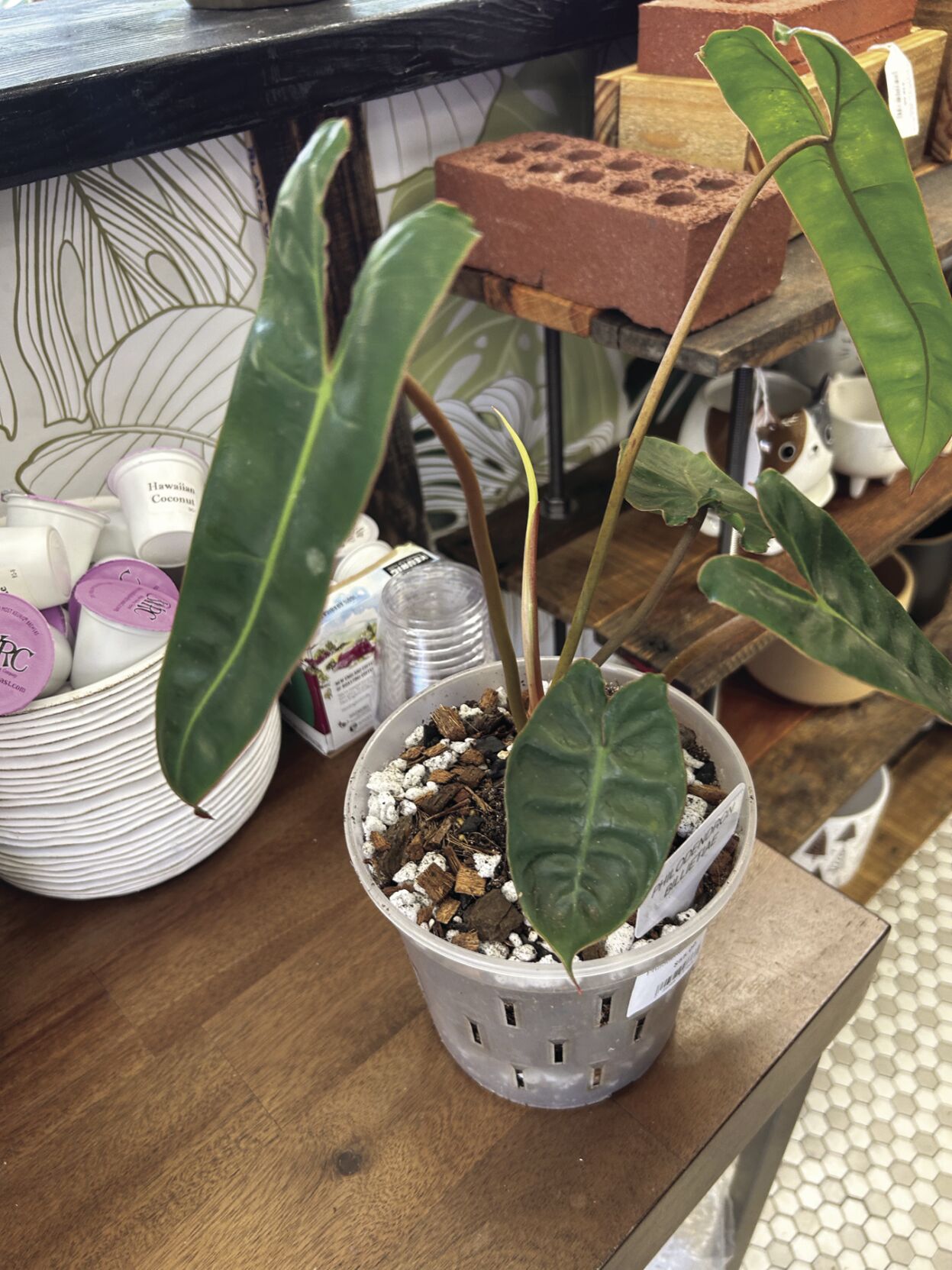 Plant talk 2