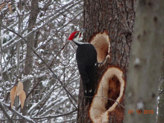 Reader Pics: Jan. 12