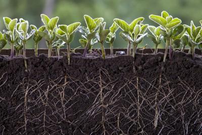 The activity of tiny microbes in and around the roots of crops such as soybeans are valuable for their growth.