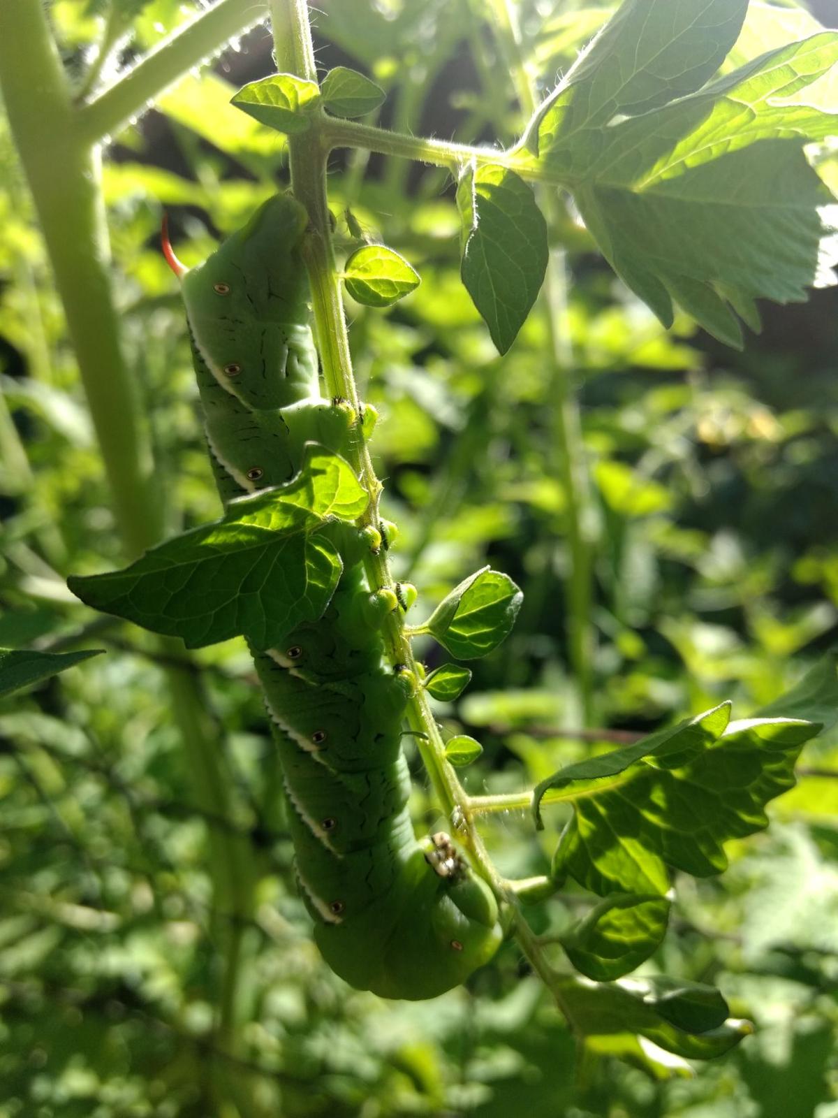 Reader Pics: Aug. 13