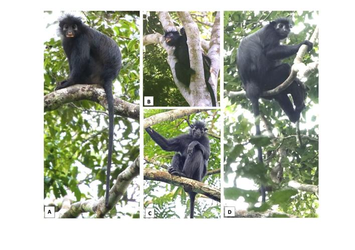 New species of monkey with unusual orange lips discovered in African rainforest