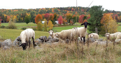 Walk/Run and Farm Event planned at Ramblin Vewe in Gilford on Sept. 30