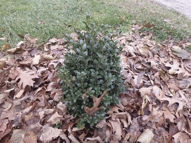 Boxwood generally are not eaten by deer.