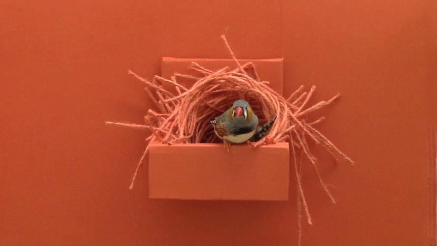 Some birds want pink nests, according to new research