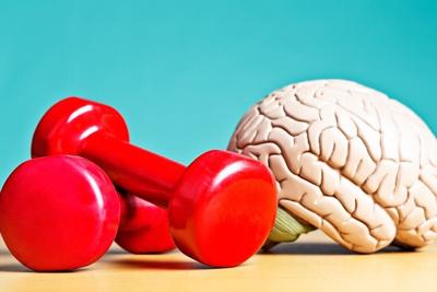Research shows that the brain can be exercised, much like our muscles.