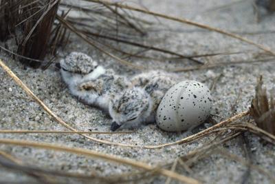 Piping plovers lay their eggs on the ground. They became an endangered species as development encroached on their habitat and made it harder for their chicks to survive.