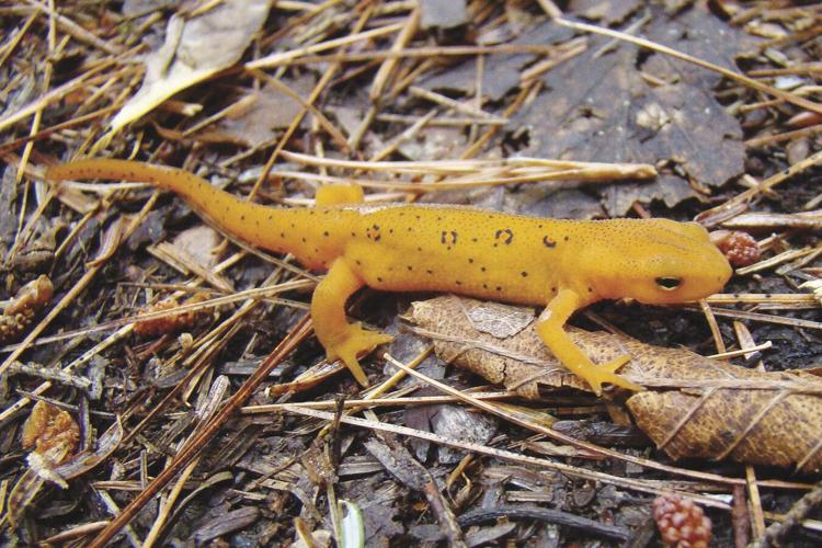 Eastern Newt
