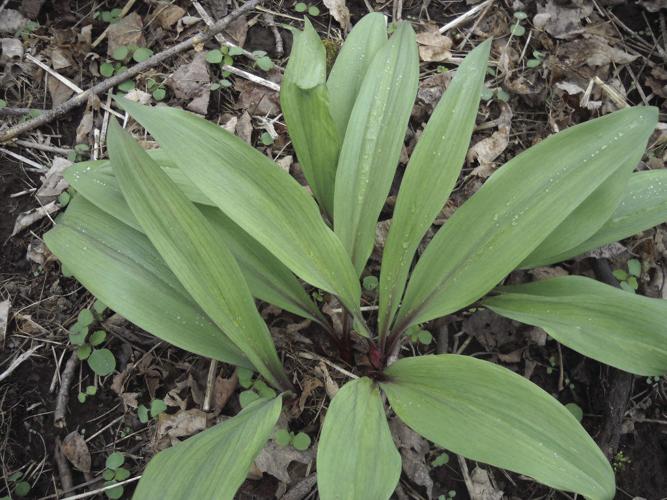 04-18 HOME Ramps growing in my woods.jpg