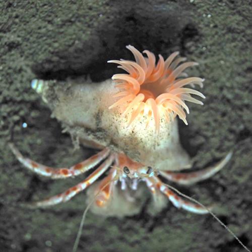Pink sea anemone discovered that builds a home for hermit crabs