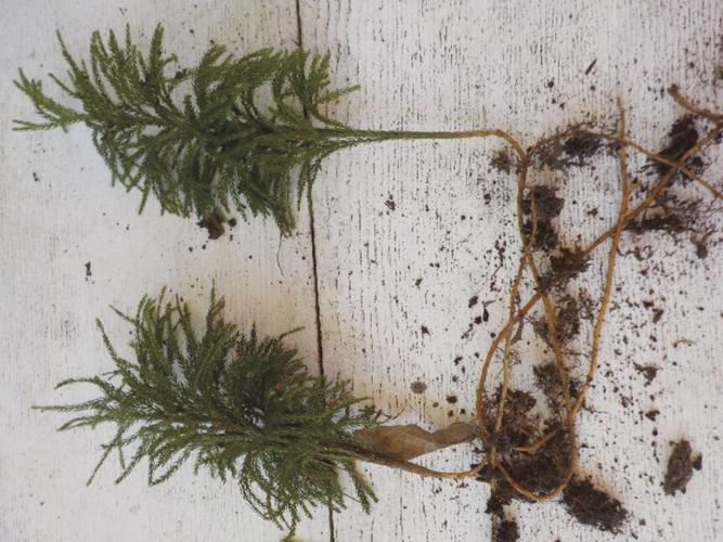 Ground pine roots