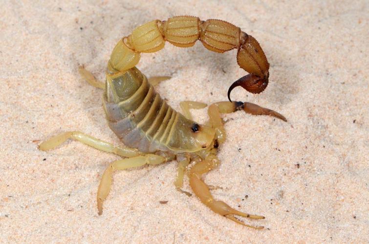 Scorpions fearsome sting and pincers are fortified with metal, reveals study