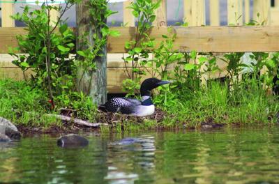 Loon