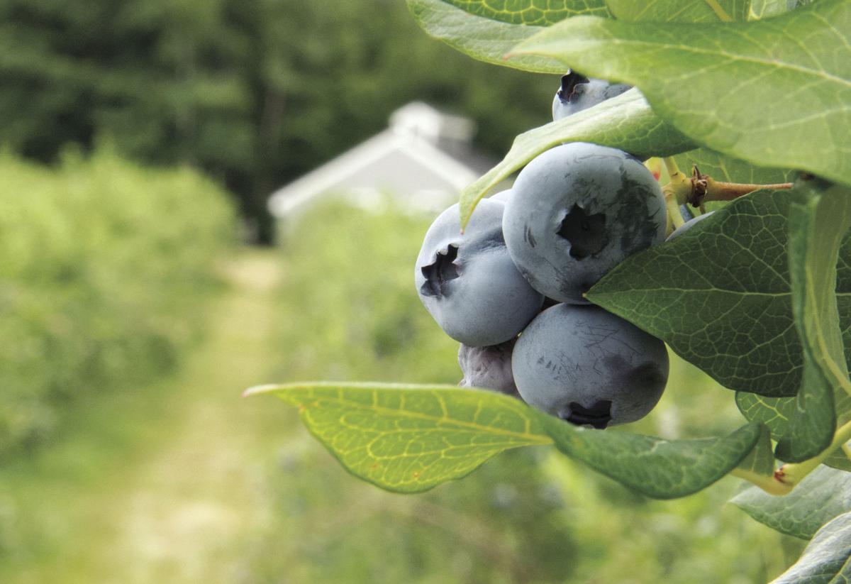 These Blueberries Have New Hampshire Roots Local News Laconiadailysun Com Drawing bushes australian drawing easy australian drawing simple australian drawing bush forrest drawing bush sculptural drawing easy also drawing bushes available at png transparent variant. these blueberries have new hampshire