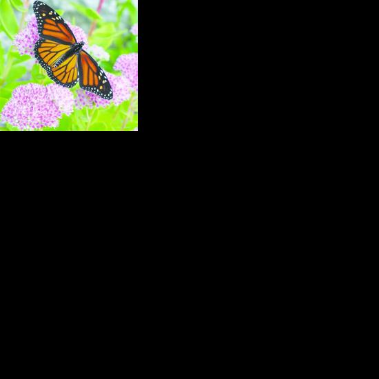 3 butterfly programs to be held at Squam Lakes Natural Science Center