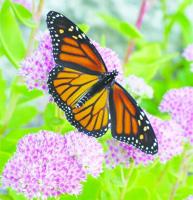 3 butterfly programs to be held at Squam Lakes Natural Science Center
