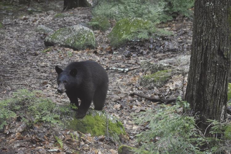 science center bear cub