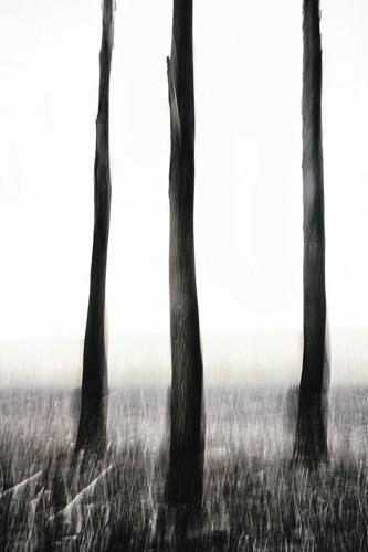 Three Trees
