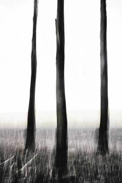 Three Trees