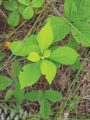 Bittersweet - The vine that is taking over NH’s landscape