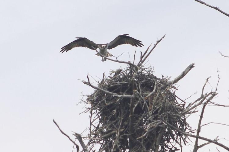 Nest