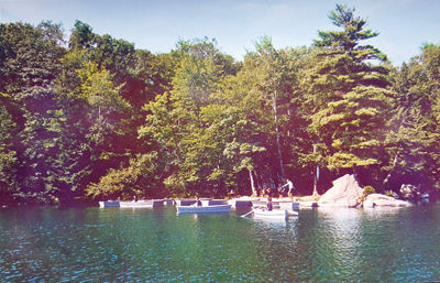 Guernseys, Grist Mill and Summer Camp: Cow Island Has Colorful History