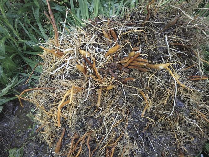 Daylily roots