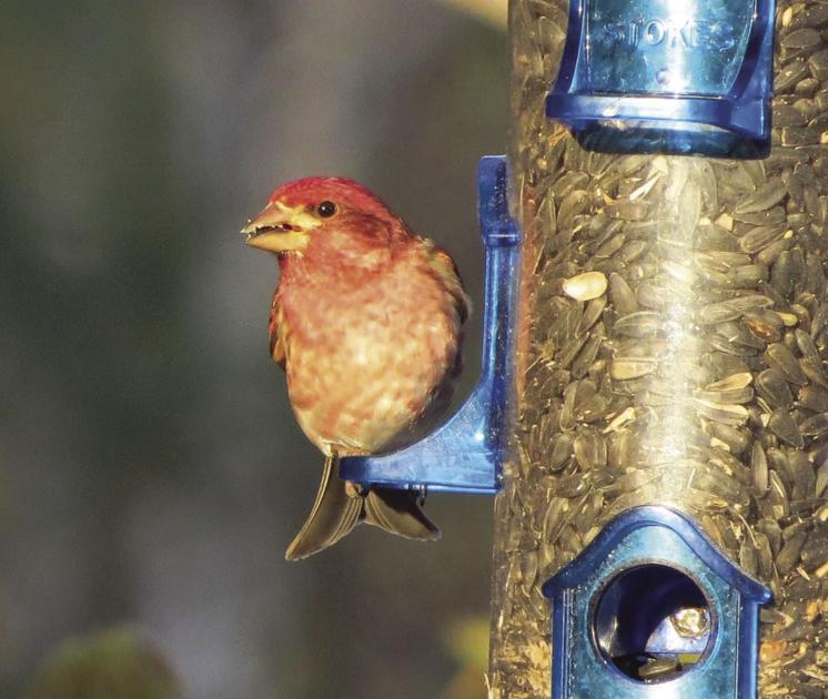 Learn about winter backyard birds