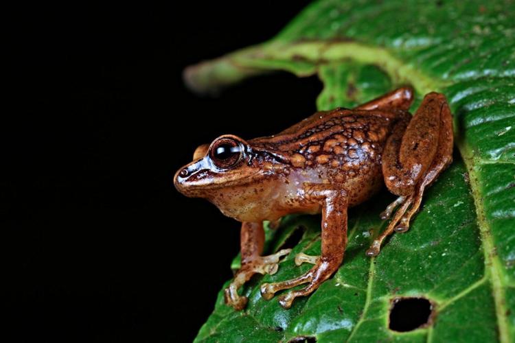 Three new frog species discovered in remote part of Andes
