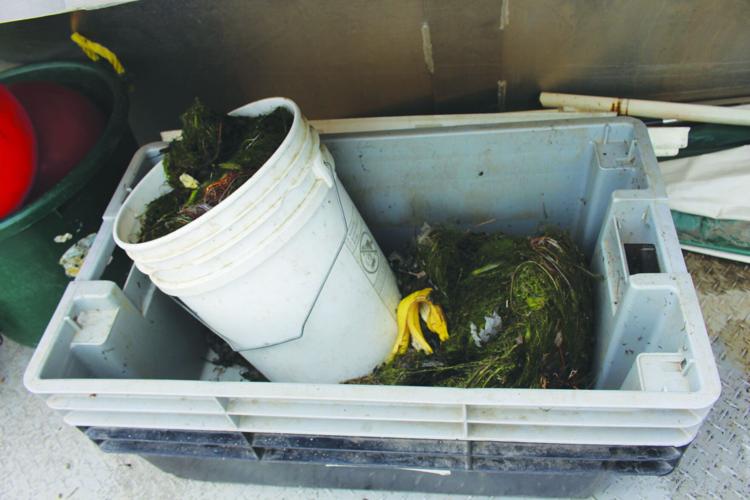 Milfoil
