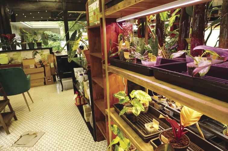 Potting Shop plants