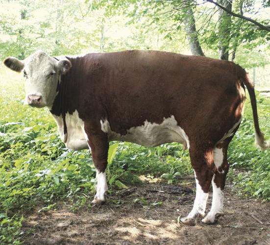 07 OUTDOORS BeefCow2_InPixioMD.jpg