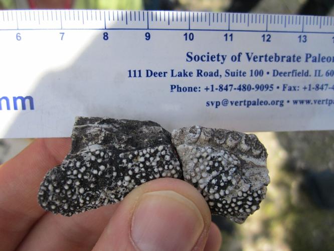 Remains of “weird” creature with twisted jaw and sideways-facing teeth discovered