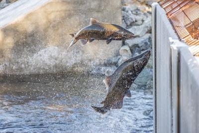 Chinook salmon try to jump a closed gate at a fish hatchery. 	 Supercaliphotolistic/iStock Images Plus via Getty Images