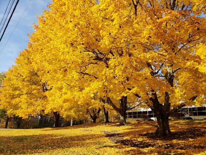 Reader Pics: Nov. 7 - 3