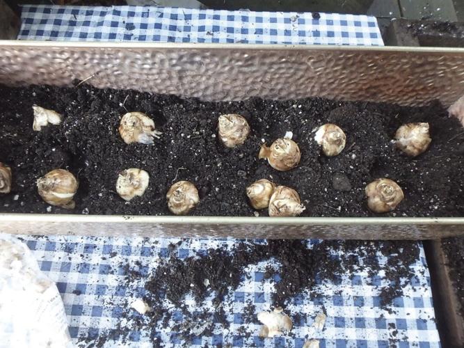 Daffodil bulbs ready to be covered with potting soil